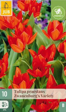 X 10 TULIPA PRAESTANS ZWANENBURG VARIETY 8/9