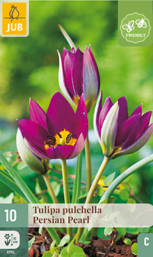 X 10 TULIPA PULCH. PERSIAN PEARL 6/+