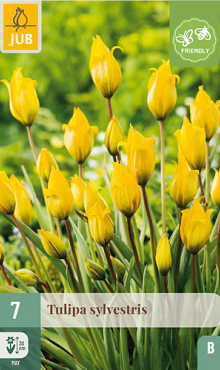 X   7 TULIPA SYLVESTRIS 5/6