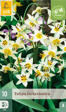 X 10 TULIPA TURKESTANICA 6/7