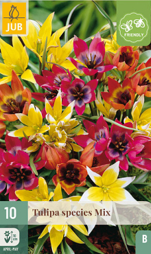 X 10 TULIPA SPECIES MIX 6/+