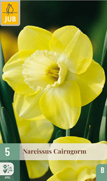 X   5 NARCISSUS CAIRNGORM 12/14