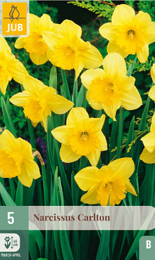X   5 NARCISSUS CARLTON 12/14