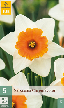 X   5 NARCISSUS CHROMACOLOR 12/14