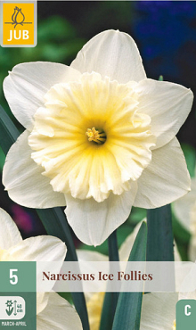 X   5 NARCISSUS ICE FOLLIES 12/14