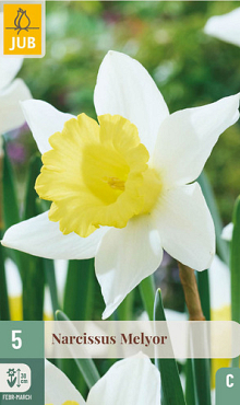 X   5 NARCISSUS MELYOR 12/14