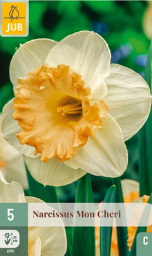 X   5 NARCISSUS MON CHERI 10/12