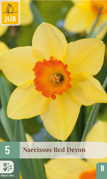 X   5 NARCISSUS RED DEVON 12/14