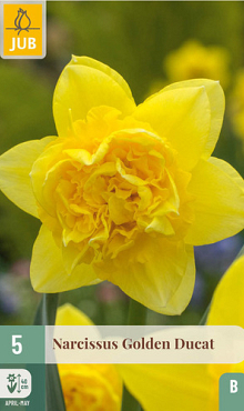 X   5 NARCISSUS GOLDEN DUCAT 12/14