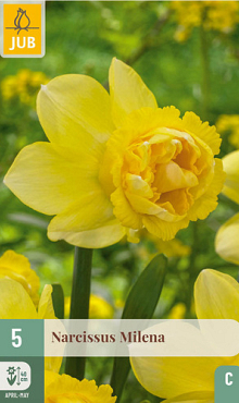 X   5 NARCISSUS MILENA 10/12