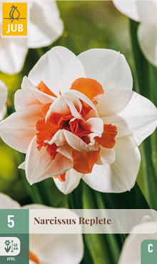 X   5 NARCISSUS REPLETE 12/14