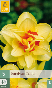 X   5 NARCISSUS TAHITI 12/14