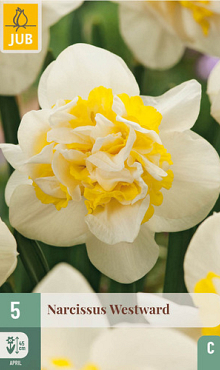 X   5 NARCISSUS WESTWARD 12/14