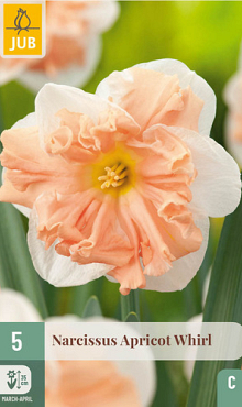 X   5 NARCISSUS APRICOT WHIRL 12/14