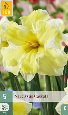 X   5 NARCISSUS CASSATA 12/14