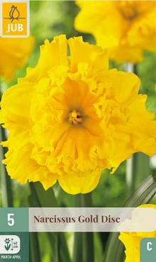 X   5 NARCISSUS GOLD DISC 12/14