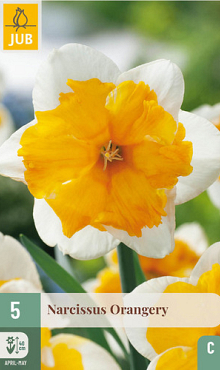 X   5 NARCISSUS ORANGERY 12/14