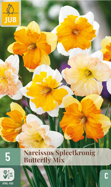 X   5 NARCISSUS BUTTERFLY MIX 12/14