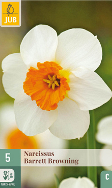 X   5 NARCISSUS BARRETT BROWNING  12/14