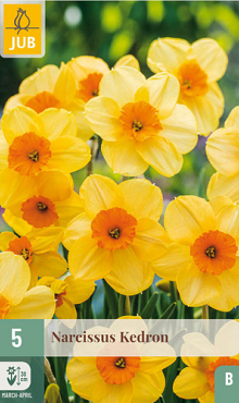 X   5 NARCISSUS KEDRON 12/14