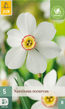 X   5 NARCISSUS RECURVUS 12/14