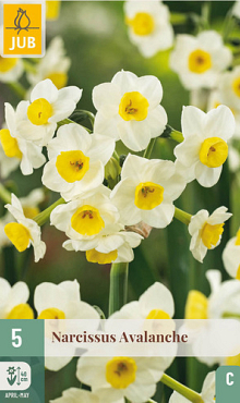 X   5 NARCISSUS AVALANCHE 13/15