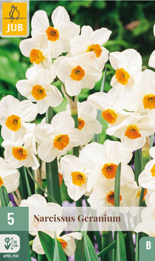 X   5 NARCISSUS GERANIUM 12/14