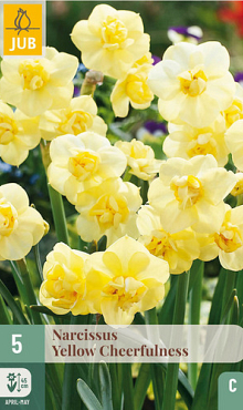 X   5 NARCISSUS YELLOW CHEERFULNESS 12/14