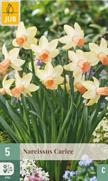 X   5 NARCISSUS CARICE 12/14
