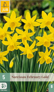 X   5 NARCISSUS FEBRUARY GOLD 12/14