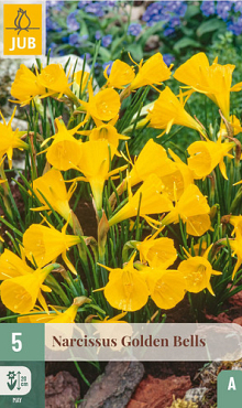 X   5 NARCISSUS GOLDEN BELLS 6/8