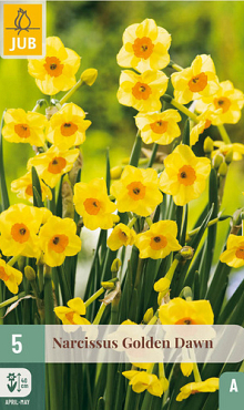 X   5 NARCISSUS GOLDEN DAWN 12/14