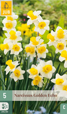 X   5 NARCISSUS GOLDEN ECHO 12/14