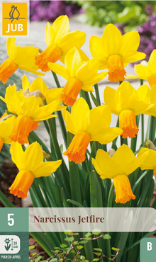 X   5 NARCISSUS JETFIRE 12/14