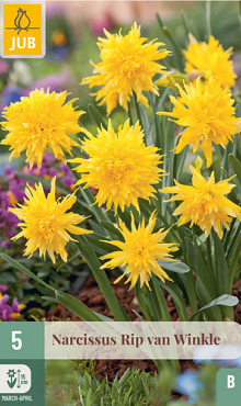 X   5 NARCISSUS RIP VAN WINKLE 10/12