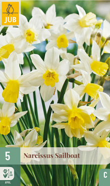 X   5 NARCISSUS SAILBOAT 12/14