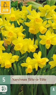 X   5 NARCISSUS TÊTE-À-TÊTE 11/12