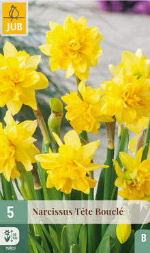 X   5 NARCISSUS TÊTE BOUCLÉ 11/12