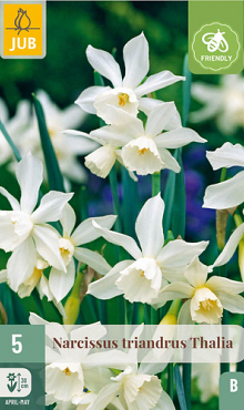 X   5 NARCISSUS TRIANDRUS THALIA 10/12