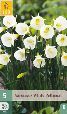 X   5 NARCISSUS WHITE PETTICOAT 6/8