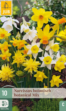 X 10 NARCISSUS BOTANISCH MIX 10/12