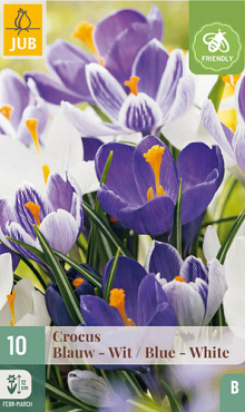 X 10 CROCUS BLAUW - WIT MIX 8/9