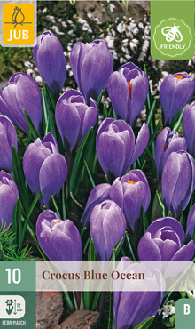 X 10 CROCUS BLUE OCEAN 8/9