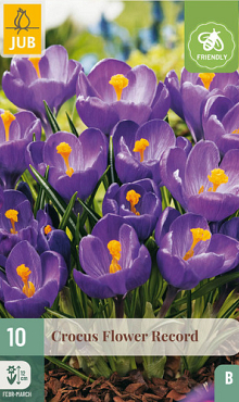 X 10 CROCUS FLOWER RECORD 8/9