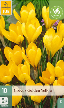 X 10 CROCUS GOLDEN YELLOW 8/9