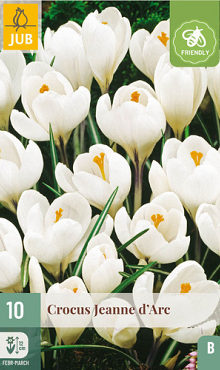 X 10 CROCUS JEANNE DARC 8/9