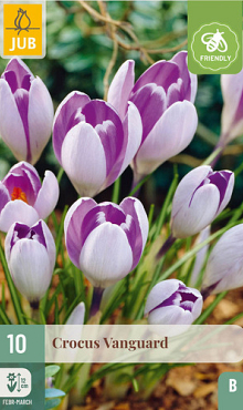 X 10 CROCUS VANGUARD 7/8