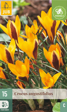 X 15 CROCUS ANGUSTIFOLIUS 5/+