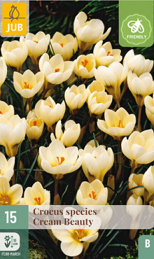 X 15 CROCUS CREAM BEAUTY 5/+