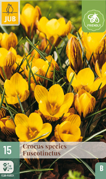 X 15 CROCUS FUSCOTINCTUS 5/+